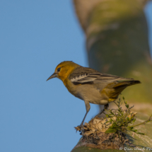 Bullock's Oriole-Female-Immature Male-04