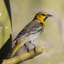 Bullock's Oriole-Immature Male-01 (2)