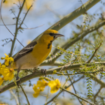 Bullock's Oriole-Immature Male-01