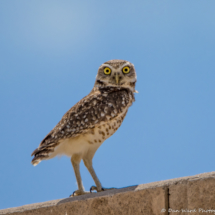 Burrowing Owl-01