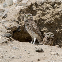 Burrowing Owls-04