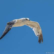 California Gull in Flight-01