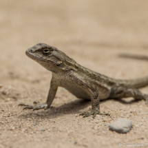 Coast Range Fence Lizard-01