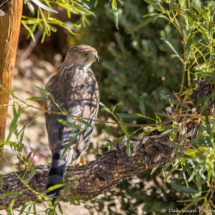 Cooper's Hawk-10