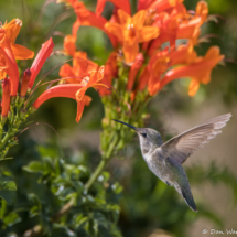 Costas Hummingbird-Female-01