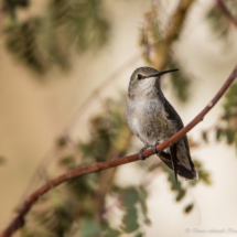 Costas Hummingbird-Female-05
