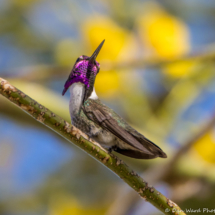 Costas Hummingbird-Male-03