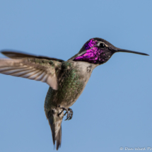 Costas Hummingbird-Male-04