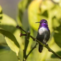Costas Hummingbird-Male-07