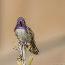 Costas Hummingbird-Male-15