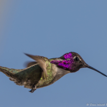 Costas Hummingbird in Flight-Male-03