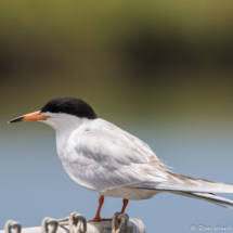 Forster's Tern-01