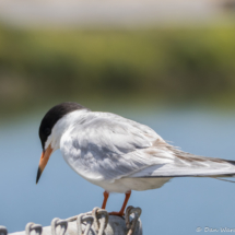 Forster's Tern-02