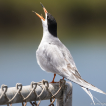 Forster's Tern-03