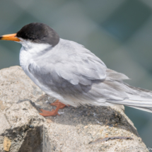 Forster's Tern-04