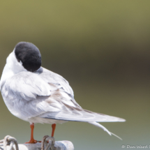 Forster's Tern Sleeping-01