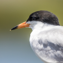 Forster's Tern Up Close-01