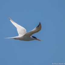 Forster's Tern in Flight-01