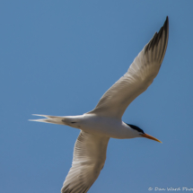 Forster's Tern in Flight-02