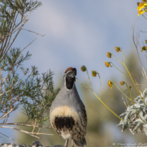 Gambel's Quail-Male-02