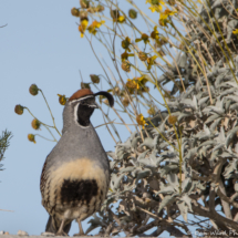 Gambel's Quail-Male-03