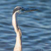 Great Blue Heron-01