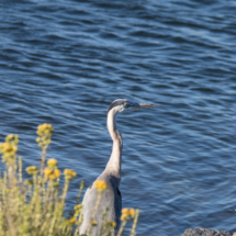 Great Blue Heron-02