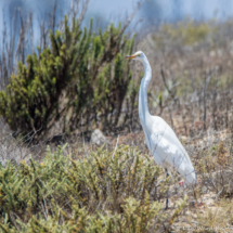 Great Egret-01