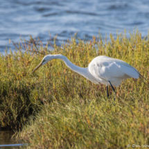 Great Egret on the Hunt-01