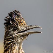 Greater Roadrunner Up Close-15