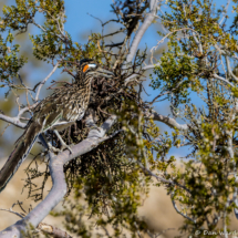 Greater Roadrunner in Creosote Bush-01