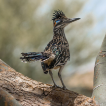 Greater Roadrunner in Palo Verde Tree-02