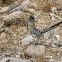 Greater Roadrunner w-Whiptail Lizard-02