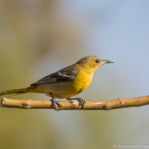 Hooded Oriole-Female-05