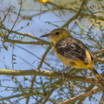 Hooded Oriole-Female-11