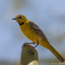 Hooded Oriole-Immature Male-02