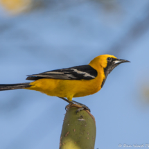 Hooded Oriole-Male-01