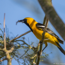 Hooded Oriole-Male-05