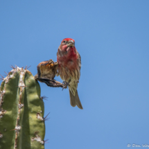 House Finch Chewing On A Cactus Flower-02