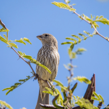 House Finch-Female-01