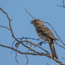 House Finch-Female-04