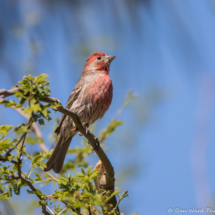 House Finch-Male-01