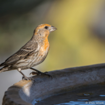 House Finch-Male-04