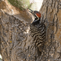 Ladder-backed Woodpecker-Male-02