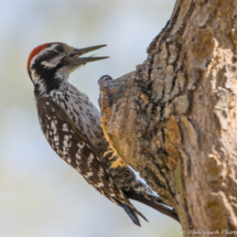 Ladder-backed Woodpecker-Male-04