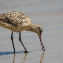 Marbled Godwit-02