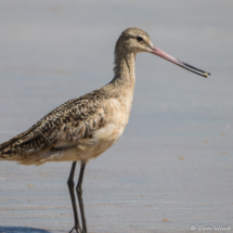 Marbled Godwit-03