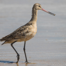 Marbled Godwit-04