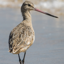 Marbled Godwit-05