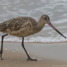 Marbled Godwit-07